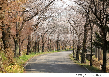 太平山「桜のトンネル」の桜 ( 栃木県 栃木市 ) 138463526