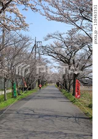 太平山「桜のトンネル」の桜 ( 栃木県 栃木市 ) 138463531