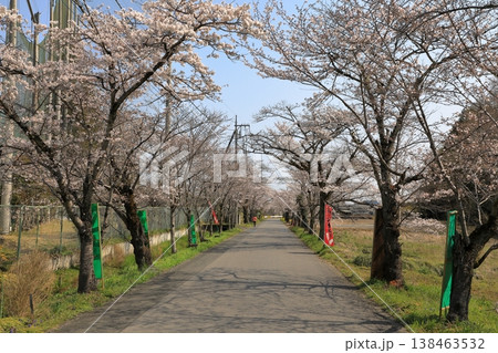 太平山「桜のトンネル」の桜 ( 栃木県 栃木市 ) 138463532