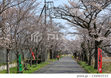 太平山「桜のトンネル」の桜 ( 栃木県 栃木市 ) 太平山「桜のトンネル」の桜 ( 栃木県 栃木市 ) 138463533