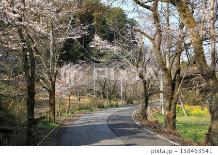 太平山「桜のトンネル」の桜 ( 栃木県 栃木市 ) 138463541