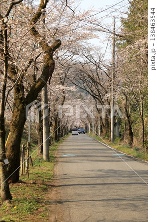 太平山「桜のトンネル」の桜 ( 栃木県 栃木市 ) 138463544