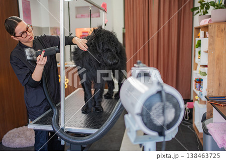 Groomer drying and brushing black dog fur in pet salon 138463725