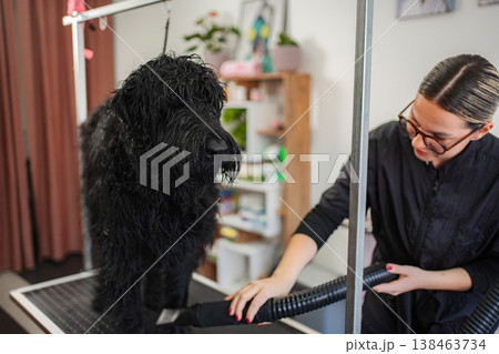 Dog groomer drying black poodle after bathing in salon Dog groomer drying black poodle after bathing in salon 138463734