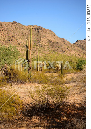 Old Saguaro Cactus Sonora desert Arizona Old Saguaro Cactus Sonora desert Arizona 138463875