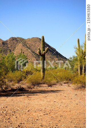 Old Saguaro Cactus Sonora desert Arizona Old Saguaro Cactus Sonora desert Arizona 138463880