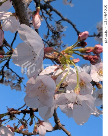 空に映える満開の桜 空に映える満開の桜 138464010