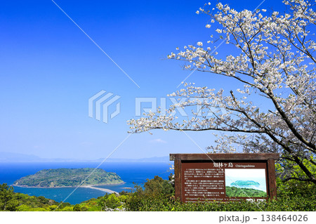 春爛漫の魚見岳から望む知林ヶ島　桜と新緑の絶景 138464026