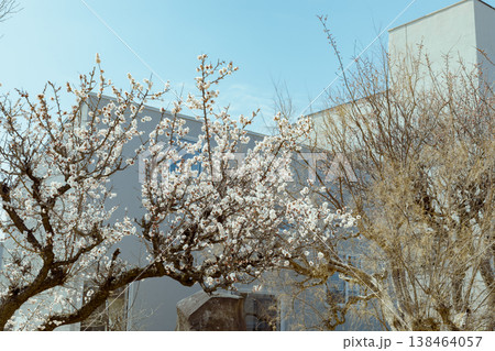 Sakura cherry blossoms 138464057