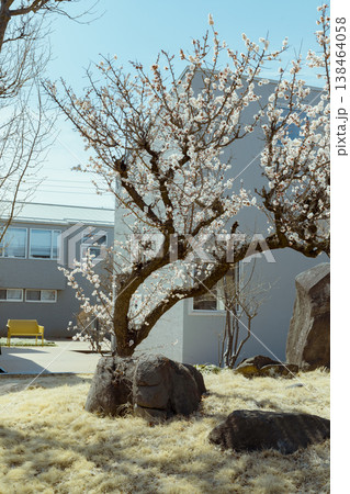 Sakura cherry blossoms 138464058