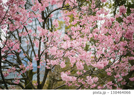 Sakura cherry blossoms 138464066