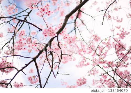 Sakura cherry blossoms Sakura cherry blossoms 138464079
