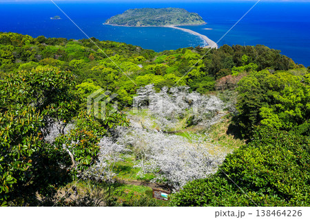 春爛漫の魚見岳から望む知林ヶ島　桜と新緑の絶景 138464226