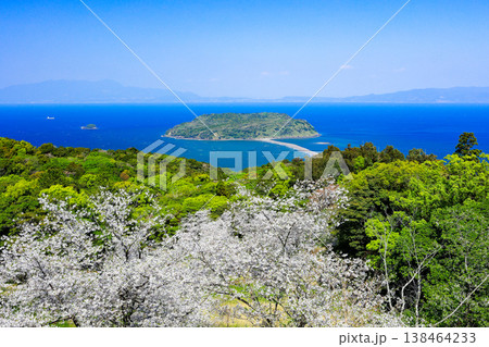 春爛漫の魚見岳から望む知林ヶ島　桜と新緑の絶景 138464233