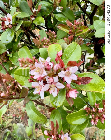 雨に濡れたシャリンバイのピンクの花と新芽のクローズアップ 雨に濡れたシャリンバイのピンクの花と新芽のクローズアップ 138464273
