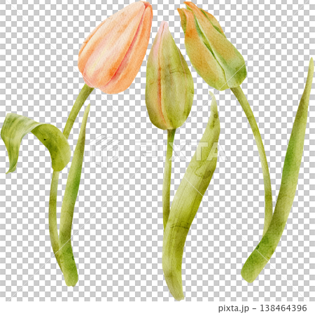 Set of watercolor tulip buds, hand-drawn 138464396
