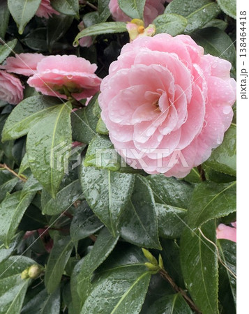 雨に濡れたピンク色の乙女椿の花と緑の葉 雨に濡れたピンク色の乙女椿の花と緑の葉 138464418