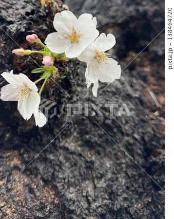 桜の古木の幹から直接咲く胴吹き桜のクローズアップ 桜の古木の幹から直接咲く胴吹き桜のクローズアップ 138464720