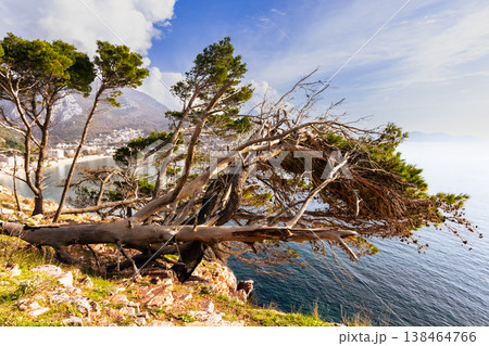 Fallen Pine Tree Over Cliff by the Sea With Mountain Range and Town in Distance 138464766