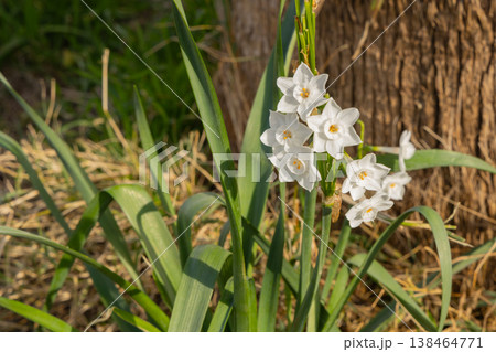 White Narcissus Flowers Cluster With Green Leaves In Sunny Outdoor Garden Setting White Narcissus Flowers Cluster With Green Leaves In Sunny Outdoor Garden Setting 138464771