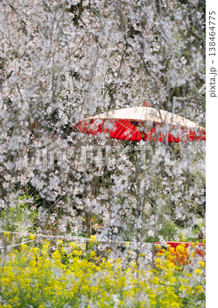 満開のしだれ桜と和傘、菜の花が彩る日本の春風景 満開のしだれ桜と和傘、菜の花が彩る日本の春風景 138464775