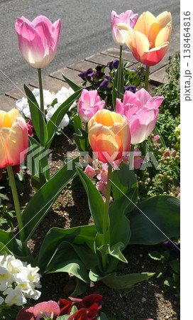 チューリップのある花壇 138464816
