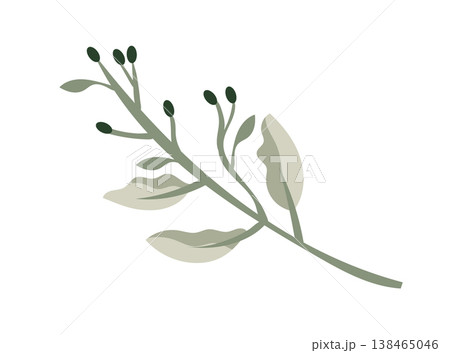 Minimal botanical branch with leaves and buds in soft green tones, simple flat vector plant illustration, modern natural element isolated on white background Minimal botanical branch with leaves and buds in soft green tones, simple flat vector plant illustration, modern natural element isolated on white background 138465046