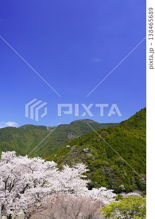 山の上から見た桜の有る景色 山の上から見た桜の有る景色 138465689