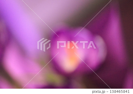 Artistic blurred purple crocus vernus bokeh for dreamy ethereal spring floral background concept 138465841