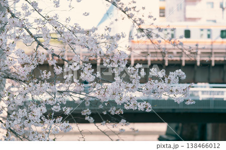 桜咲くソメイヨシノ 桜咲くソメイヨシノ 138466012