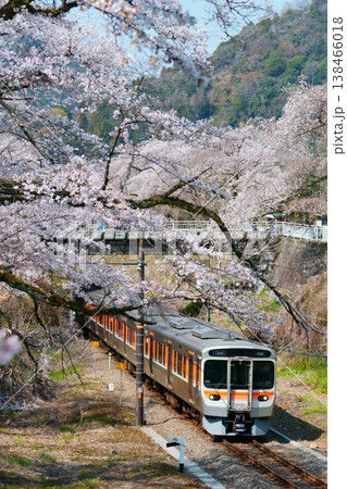 【山北の桜並木】山北駅へ入線する315系 138466018