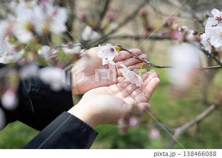手のひらにそっと咲く桜の花 春のやさしいイメージ 手のひらにそっと咲く桜の花 春のやさしいイメージ 138466088