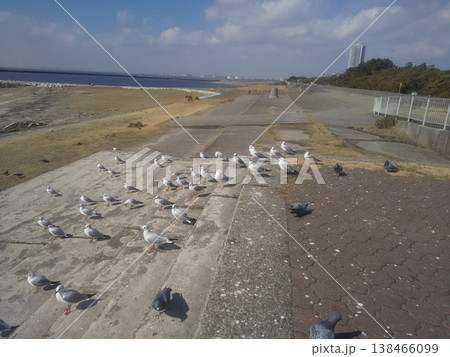 検見川浜の海岸に来た冬の渡り鳥ユリカモメ 検見川浜の海岸に来た冬の渡り鳥ユリカモメ 138466099