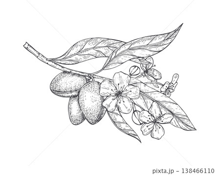 Flowering almond branch with fruits and leaves vector isolated illustration monochrome line art style. Hand drawn plants with blossoms, ripening nuts, foliage engraving. For organic food packaging Flowering almond branch with fruits and leaves vector isolated illustration monochrome line art style. Hand drawn plants with blossoms, ripening nuts, foliage engraving. For organic food packaging 138466110