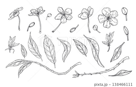 Branches, flowers, and leaves of fruit trees monochrome vector illustration. Set of cherry, plum, apricot, and pear single elements clip art. Floral spring etching collection for packaging design 138466111