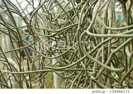 ユーフォルビアレウコデンドロン（トウダイグサ科）常緑小低木 138466171