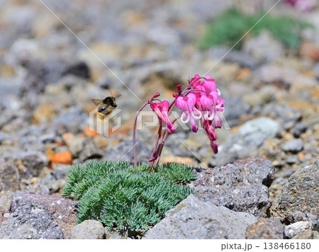 コマクサに訪れるオオマルハナバチ 138466180