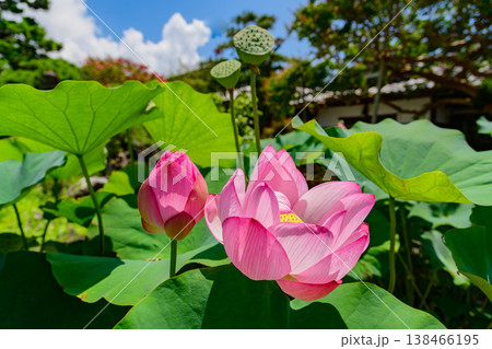 夏の青空と鎌倉・本覚寺の鮮やかなサルスベリと蓮の花 寺院の夏風景 夏の青空と鎌倉・本覚寺の鮮やかなサルスベリと蓮の花 寺院の夏風景 138466195