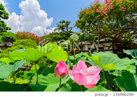 夏の青空と鎌倉・本覚寺の鮮やかなサルスベリと蓮の花 寺院の夏風景 夏の青空と鎌倉・本覚寺の鮮やかなサルスベリと蓮の花 寺院の夏風景 138466200