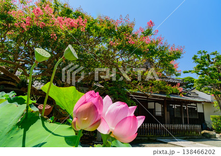 夏の青空と鎌倉・本覚寺の鮮やかなサルスベリと蓮の花 寺院の夏風景 夏の青空と鎌倉・本覚寺の鮮やかなサルスベリと蓮の花 寺院の夏風景 138466202