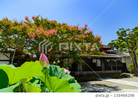 夏の青空と鎌倉・本覚寺の鮮やかなサルスベリと蓮の花 寺院の夏風景 夏の青空と鎌倉・本覚寺の鮮やかなサルスベリと蓮の花 寺院の夏風景 138466206