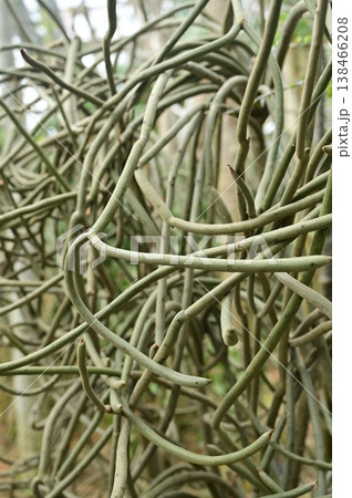 ユーフォルビアレウコデンドロン（トウダイグサ科）常緑小低木 138466208