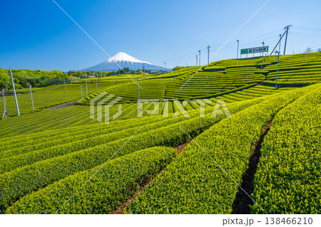茶畑　茶畑と富士山　天間の茶畑 138466210