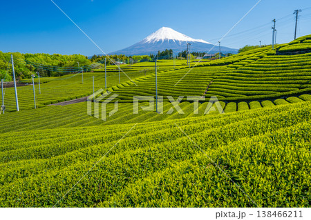 茶畑　茶畑と富士山　天間の茶畑 138466211