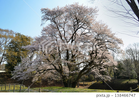 埼玉県大里郡寄居町鉢形 鉢形城の朝の氏邦桜(うじくにざくら) 埼玉県大里郡寄居町鉢形 鉢形城の朝の氏邦桜(うじくにざくら) 138466747