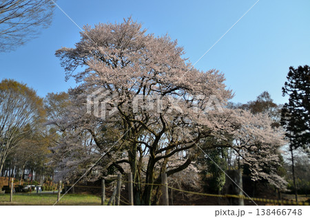 埼玉県大里郡寄居町鉢形 鉢形城の朝の氏邦桜(うじくにざくら) 埼玉県大里郡寄居町鉢形 鉢形城の朝の氏邦桜(うじくにざくら) 138466748