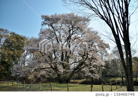 埼玉県大里郡寄居町鉢形　鉢形城の朝の氏邦桜（うじくにざくら） 138466749