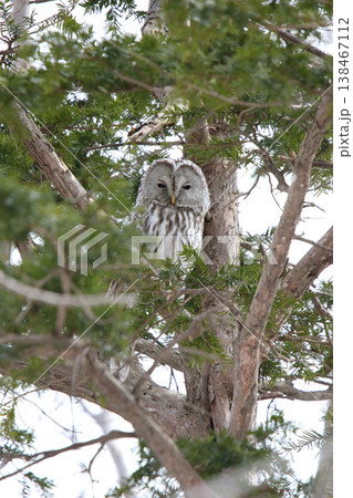 エゾフクロウ　フクロウ　クンネレクカムイ　イソサンケカムイ　北海 138467112