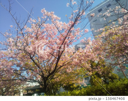 稲毛海岸駅前の満開になった河津桜 稲毛海岸駅前の満開になった河津桜 138467408