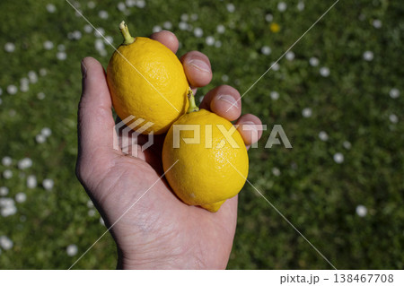 Hand Holding Two Fresh Lemons Outdoors 138467708
